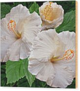 Dreamy Blooms - White Hibiscus Wood Print