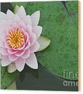 Dreamy Water Lily Wood Print