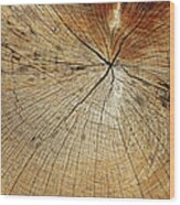 Dried Beech - Natur Backgrounds Wood Print