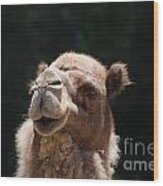 Dromedary Camel Face Wood Print