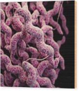 Drug-resistant Campylobacter Wood Print