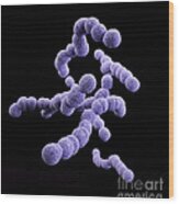 Drug-resistant Group B Streptococcus Wood Print