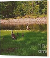 Duck Family Getting Back From Pond Wood Print