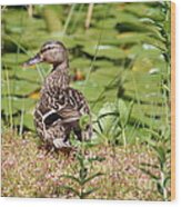 Duck In The Grass Wood Print