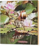 Duckling Running Over The Water Lilies 2 Wood Print
