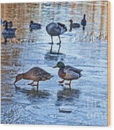 Ducks On Ice Wood Print