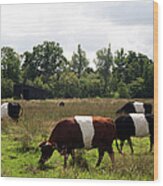 Dutch Belted Cows Wood Print