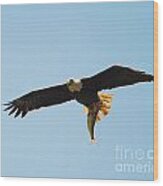 Eagle Bringing In Fish 2 Wood Print