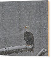 Eagle In Snow - 3 Wood Print