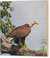 Eagle Portrait Ii Wood Print