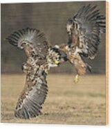 Eagles Fighting Wood Print