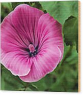 Early Summer Blooms Impressions - Bright Pink Malva Wood Print