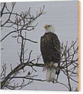 East Side Eagle 3 Wood Print