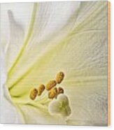 Easter Lily Wood Print