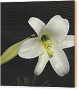 Easter Lily Blooming In October 2013 Wood Print