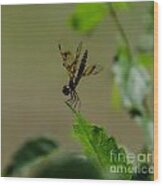 Eastern Amberwing Dragonfly  Male 2 Wood Print
