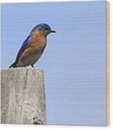 Eastern Bluebird 4 Wood Print