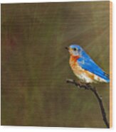 Eastern Bluebird In The Prairies Wood Print