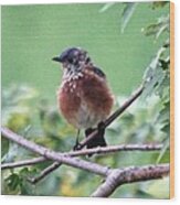 Eastern Bluebird Wood Print