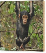 Eastern Chimpanzee Baby Hanging Wood Print