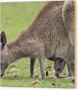 Eastern Grey Kangaroo And Joey In Pouch Wood Print