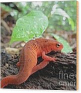 Eastern Red-spotted Eft Wood Print