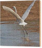 Egret Flies Off Wood Print