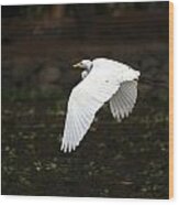 Egret In Flight Wood Print