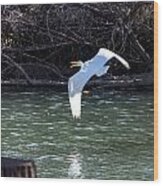 Egret In Flight Wood Print