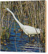 Egret In The Reeds Wood Print
