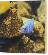 Electric Cichlids Wood Print