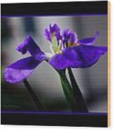 Elegant Iris With Black Border Wood Print