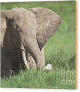 Elephant And Cattle Egrets Wood Print