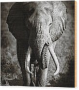 Elephant Bull Wood Print