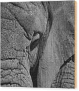 Elephant Bw Wood Print