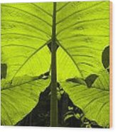 Elephant Ear Leaves In The Rainforest Wood Print