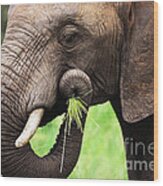 Elephant Eating Close-up Wood Print