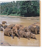 Elephant Herd In Sri Lanka Wood Print