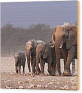 Elephant Herd Wood Print