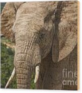 Elephant Profile Wood Print