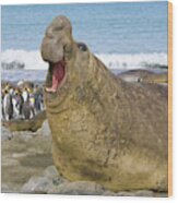 Elephant Seal Roaring Wood Print