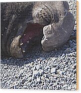 Elephant Seal Yawn Wood Print