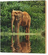 Elephant The Giant Wood Print