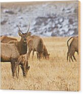 Elk Herd Colorado Foothills Plains Panorama Wood Print