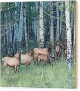 Elk In Aspen Wood Print