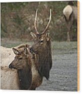 Elk In The Olympics Wood Print