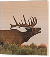 Elk In Velvet On Hill In Yellowstone Wood Print