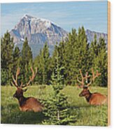 Elks At Bow Valley, Banff Nationalpark Wood Print