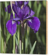 Eloquent Iris Wood Print