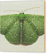 Emerald Moth Wood Print